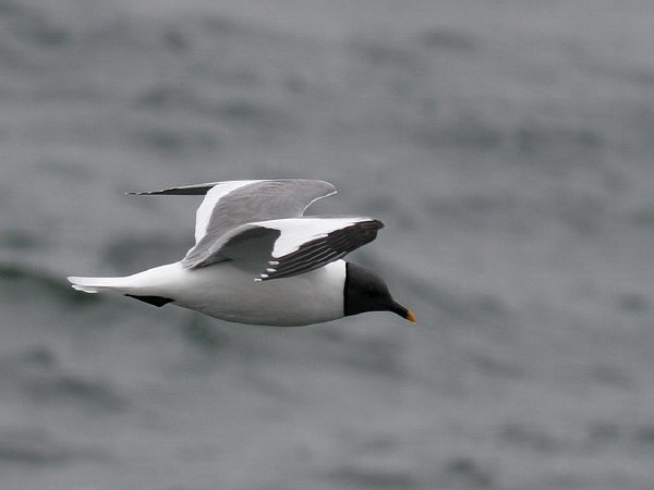 Sabine's Gull